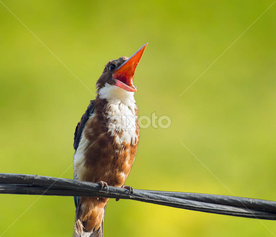 with an open mouth by Mukesh Chand Garg - Animals Birds