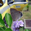 Hairstreak Butterfly - Mariposa
