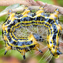 Drexel's Datana Moth Caterpillars