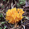 Coral fungi