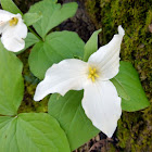 White Trilliums