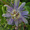 Purple passionflower