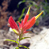 Indian Paintbrush