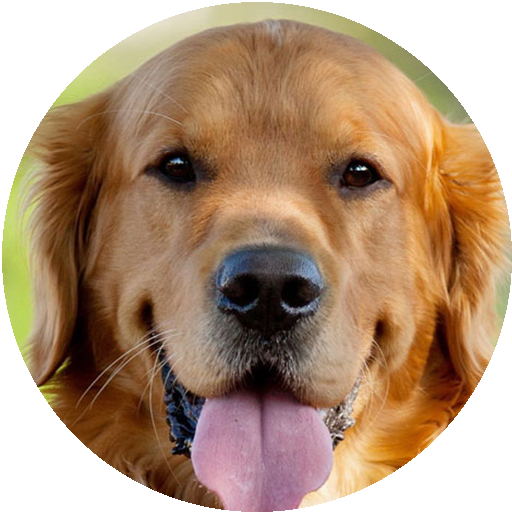 Golden Retriever Wallpaper 個人化 App LOGO-APP開箱王