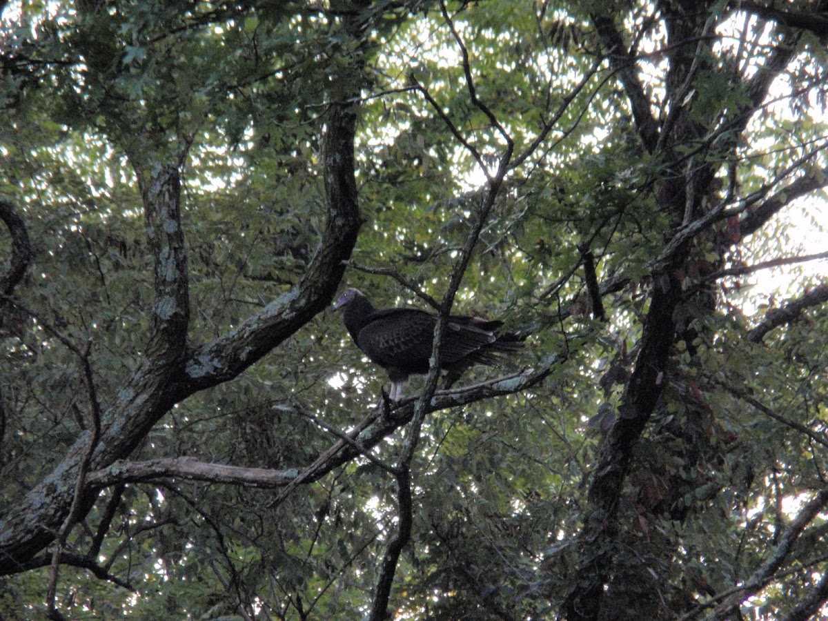 Turkey Vulture (juvenile)