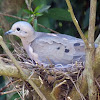 Rolinha-picui (Picui Ground-Dove)