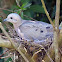 Rolinha-picui (Picui Ground-Dove)