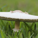 Deathcap mushroom
