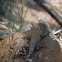 Texas Earless Lizard (Male)