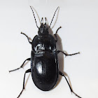 Notched-mouth ground beetle