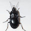 Notched-mouth ground beetle