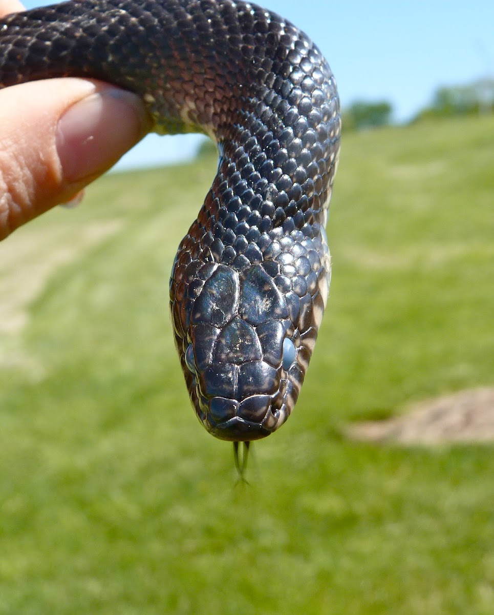 Black kingsnake (ready to shed)
