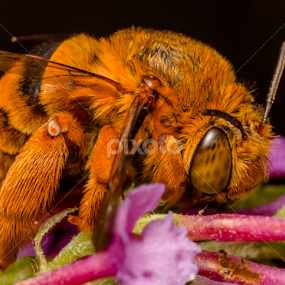 Teddy Bear Bee by Michael Duncan - Animals Insects & Spiders