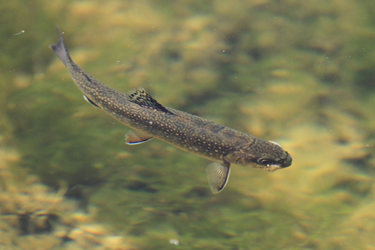 Brook Trout