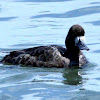 Lesser Scaup