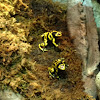 Bumblebee Poison Dart Frog