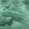 Yellowstripe Goatfish