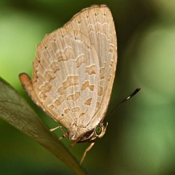 Lycaenid butterfly | Project Noah