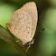 Lycaenid butterfly