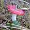 Braakrussula ?