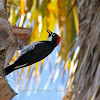 Acorn Woodpecker (Male)