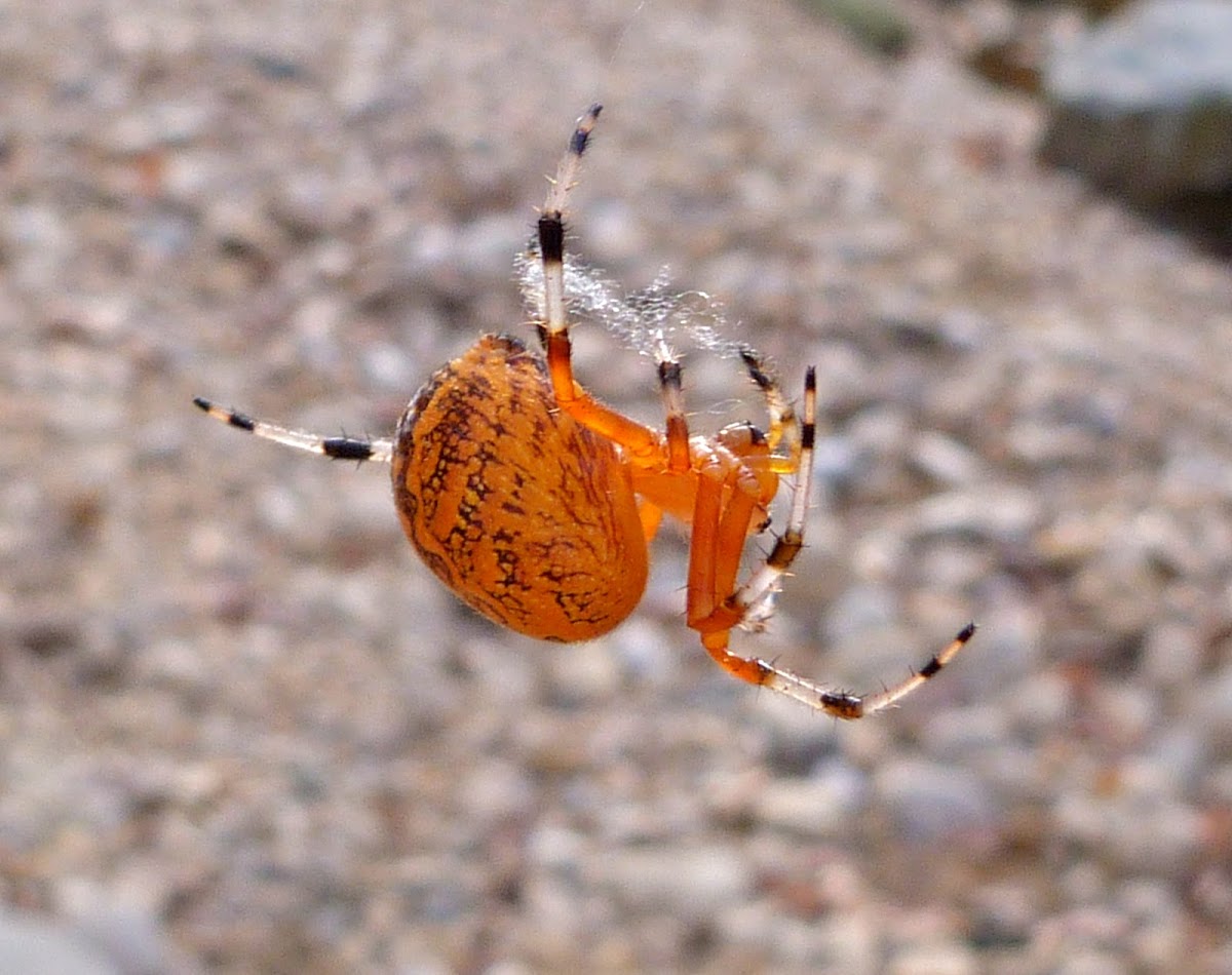 Marbled orbweaver spider