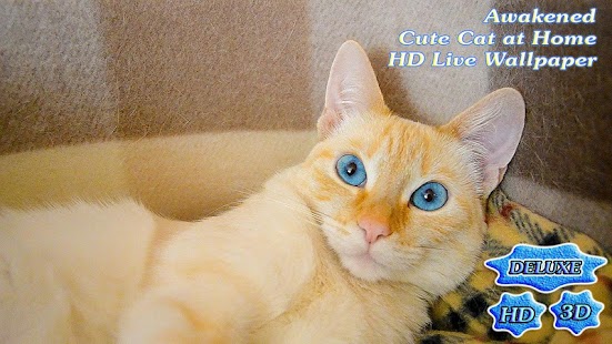 Awakened Cute Cat at Home - náhled