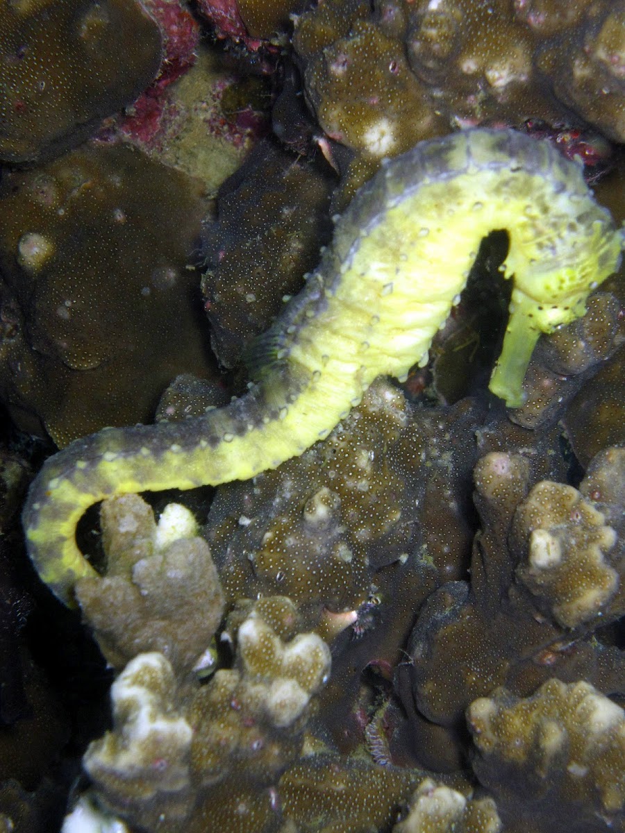 Tigertail seahorse