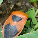 Cucurbit Stink Bug or Red Pumpkin Bug