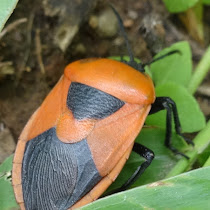 Shield Bugs, Stink Bugs and Chust Bugs spotted in Indian subcontinent 