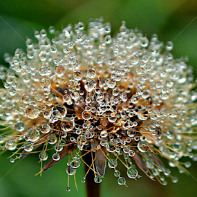 Ljubav by Jelena Puškarić - Nature Up Close Other Natural Objects
