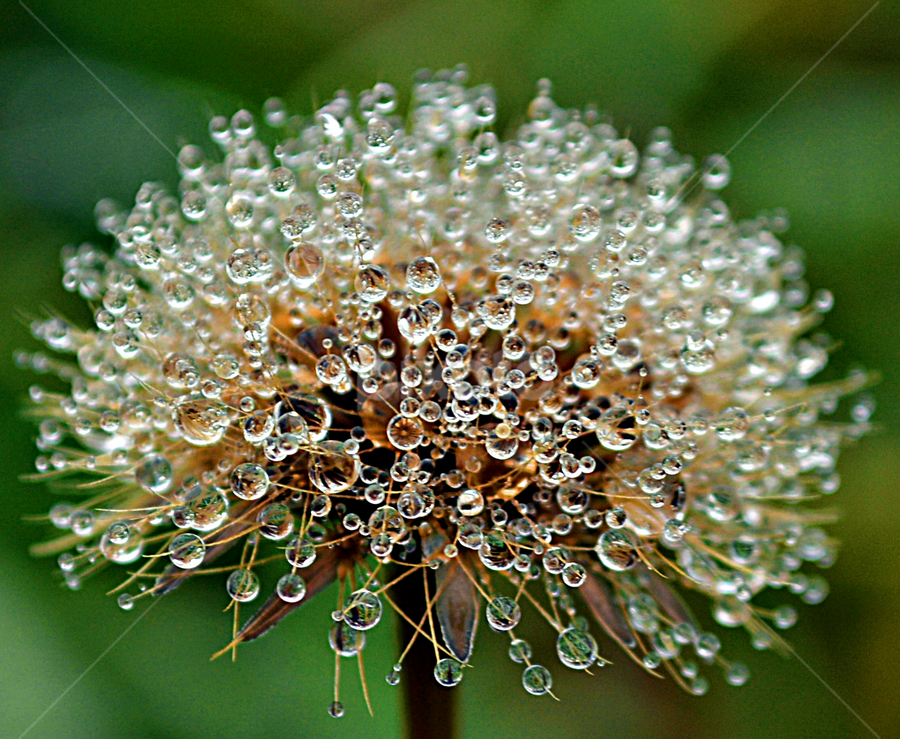Ljubav by Jelena Puškarić - Nature Up Close Other Natural Objects