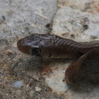 Black Tailed Cribo/Middle American Indigo Snake