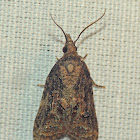 Platynota Moth