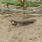 Minor Ground Mantis (female)