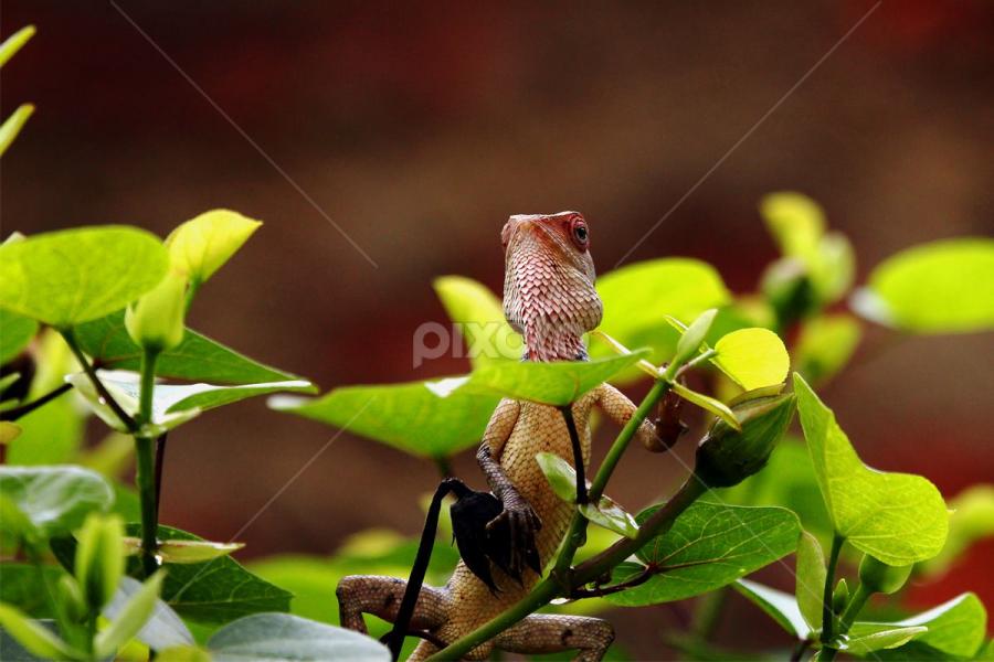 Garden Lizard.. by Nithya Purushothaman - Animals Reptiles