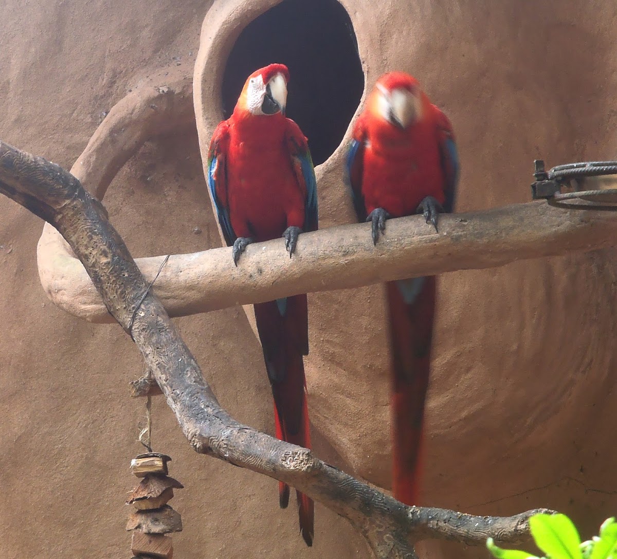 Scarlet Macaw. Guacamaya roja