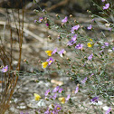 Dainty Sulphur butterfly