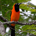 Orange-backed Troupial