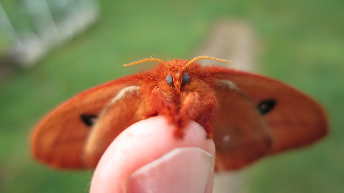 IO Moth (Female)