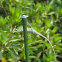 Carolina anole (green lizard)