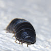 Pill Bug