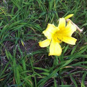 Lily Flower (Lírio)