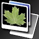 Leaves simple LWP