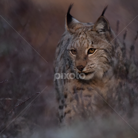 Lynx by Kristin Smestad - Animals Other