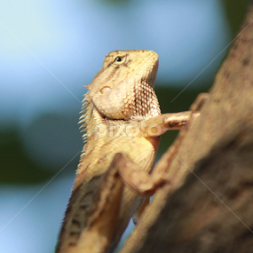 Enjoying Sunrise by Agus Wibowo BlackStyle - Animals Reptiles