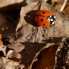 seven spot ladybird