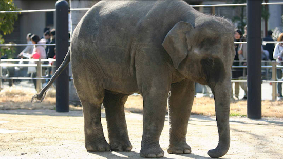 How to install Animal Sounds Dictionary Free 1.0.0 mod apk for bluestacks
