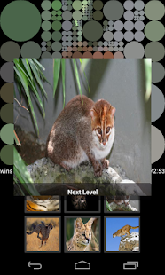 How to download Guess Wild Cats Pictures 2.2 apk for android