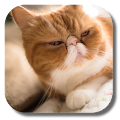 Persian Cat Live Wallpaper Apk